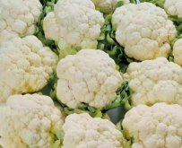 <b>菜花怎么筛虫子？</b>