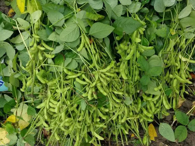 <b>大豆种植技巧及高产管理技术要点有哪些</b>