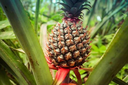 <b>菠萝种植的温度气候条件及栽培管理要点是什么</b>