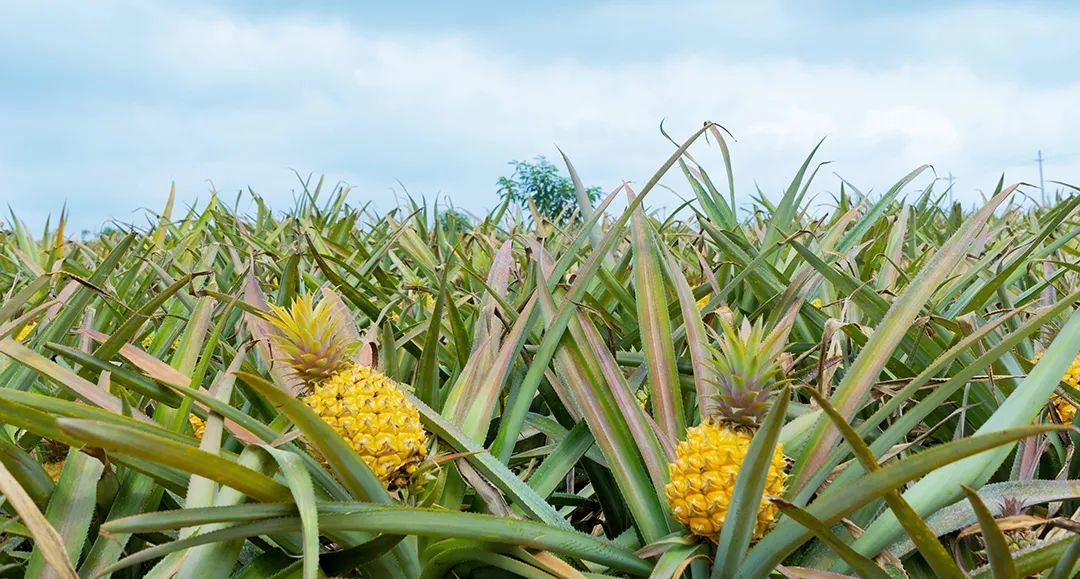 菠萝种植的温度气候条件及栽培管理要点是什么