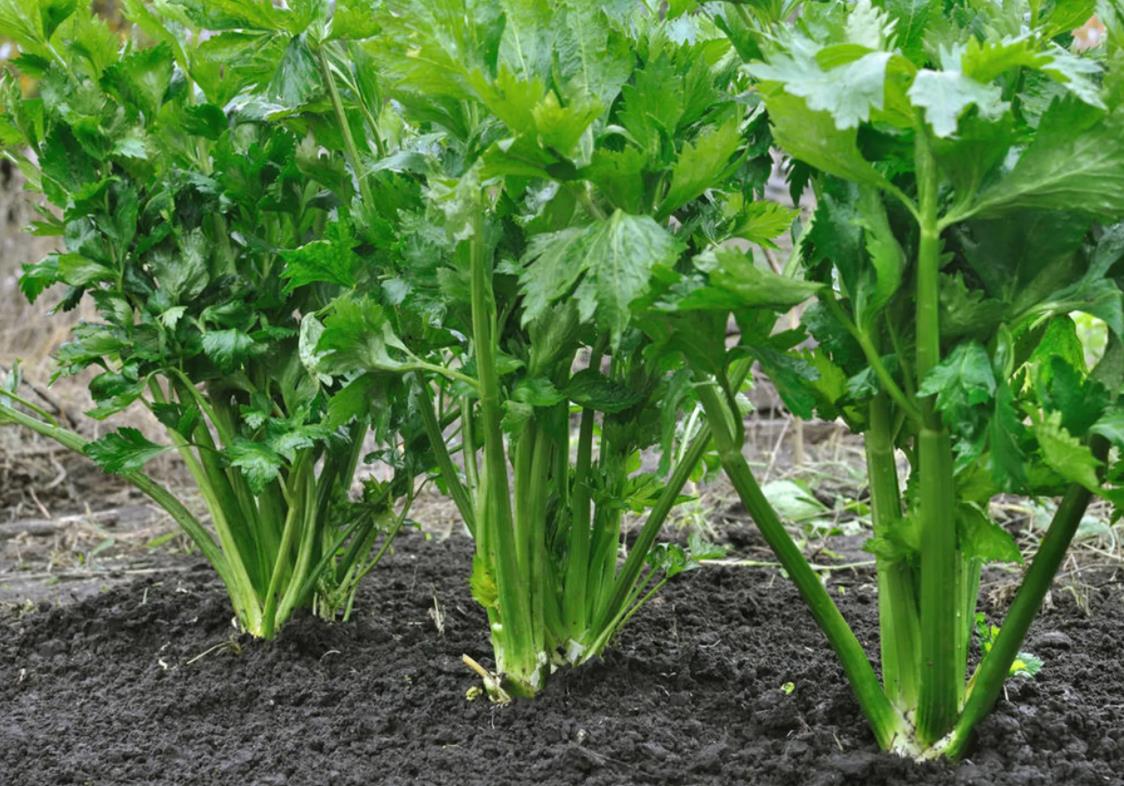<b>芹菜种植施肥方法及种植注意事项</b>