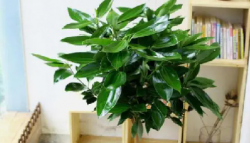 <b>平安树绿植盆栽的养护秘诀：远离黄叶烂根</b>