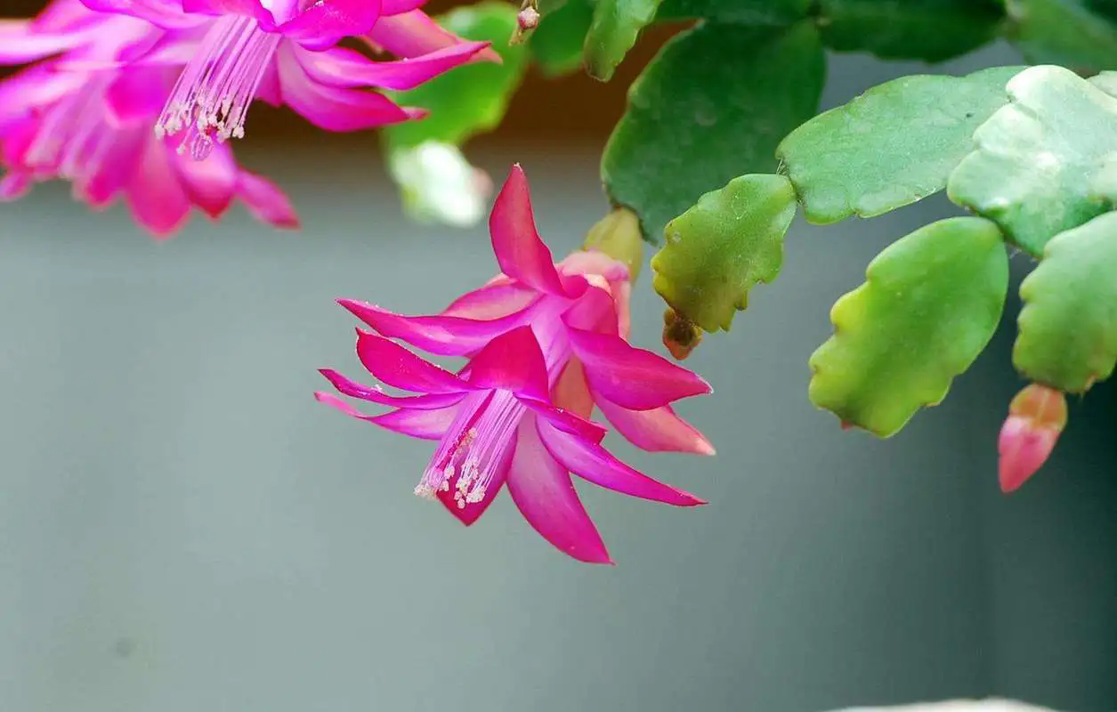 <strong>蟹爪兰夏天怎么养护开花爆多好看</strong>