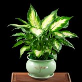 <b>万年青培养技巧及种植注意事项</b>