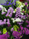 <b>勿忘我阳台种植盆栽技巧</b>