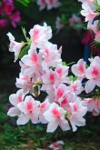 <b>杜鹃花种植数量多少刚好？</b>