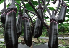 <b>揭秘大棚茄子硬如石头的原因及解决方法</b>