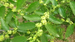 <b>大枣树花期不开花？别担心，这里有妙招！</b>