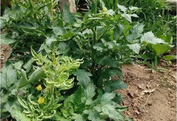 警惕棚室蔬菜遭遇氨气危害,如何防范与应对?