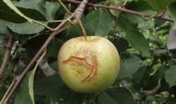 <b>苹果果把裂口，原因与对策一网打尽！</b>