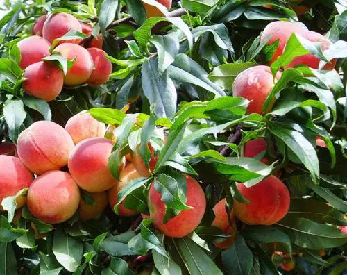 <b>水蜜桃种植秘籍：揭秘最佳种植条件与区域</b>