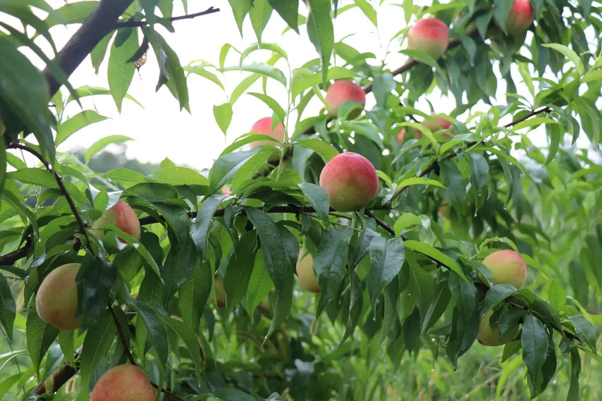 水蜜桃种植秘籍:揭秘最佳种植条件与区域