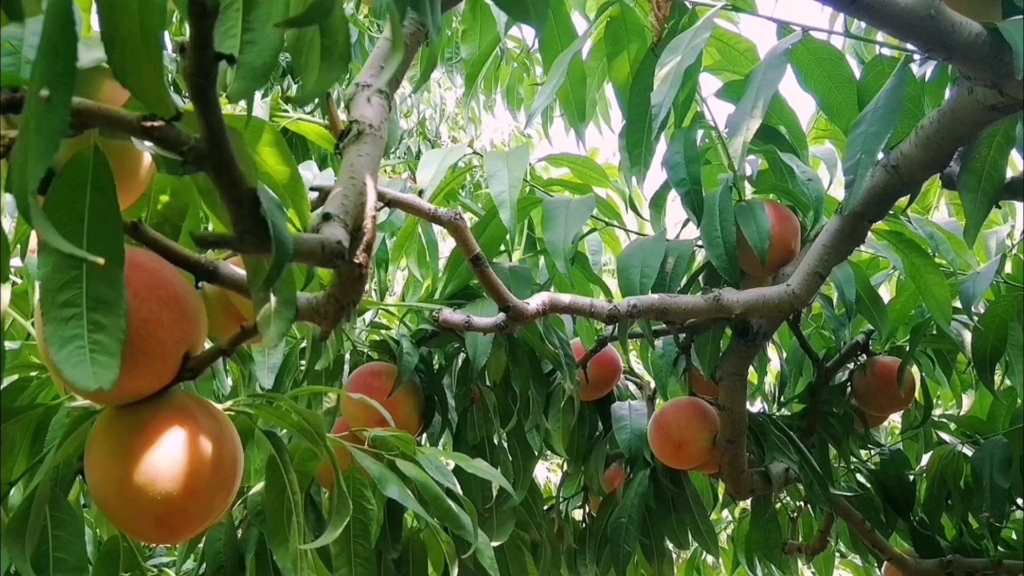水蜜桃种植秘籍:揭秘最佳种植条件与区域