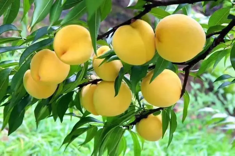 黄桃种植宝典:深入了解黄桃性质与病虫防治秘籍
