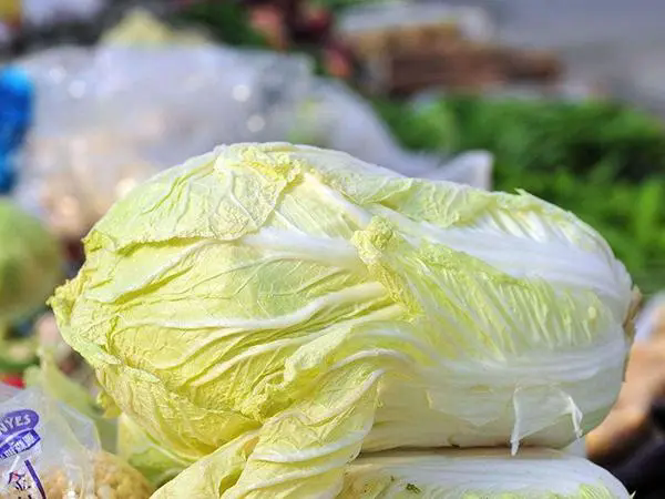<b>揭秘白菜结球不紧实的原因，你了解多少？</b>