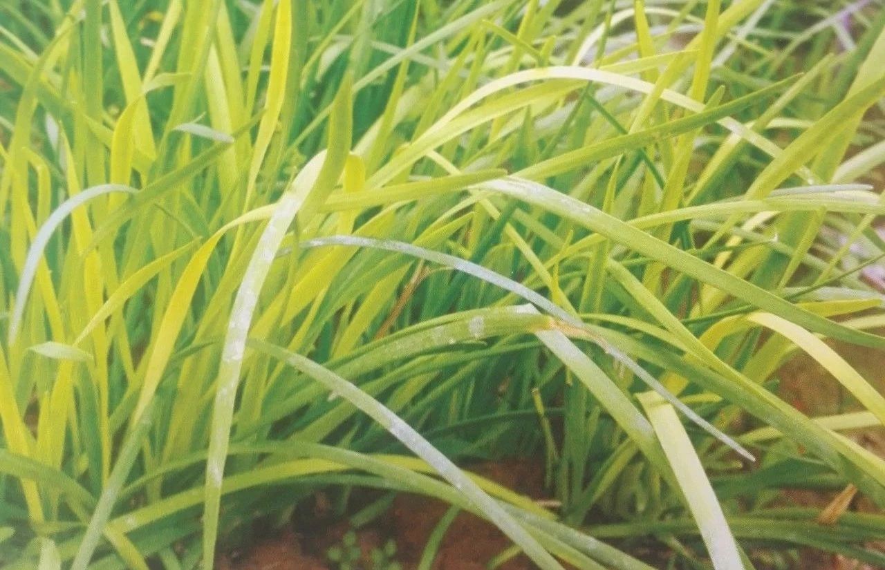 大棚韭菜叶尖发黄,怎么办?原因与解决方法看完就会!