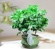 <b>幸福树如何修剪与浇水，让绿意更盎然</b>