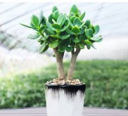 <b>玉树绿植的风水奥秘与造型技巧</b>