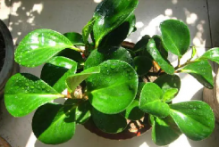 <b>碧玉绿植盆栽养殖方法和扦插技巧</b>