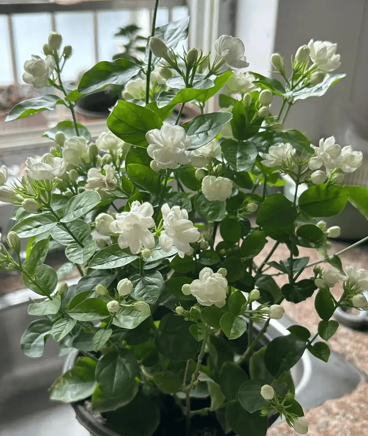 茉莉花偏爱酸性土壤的原因秘密