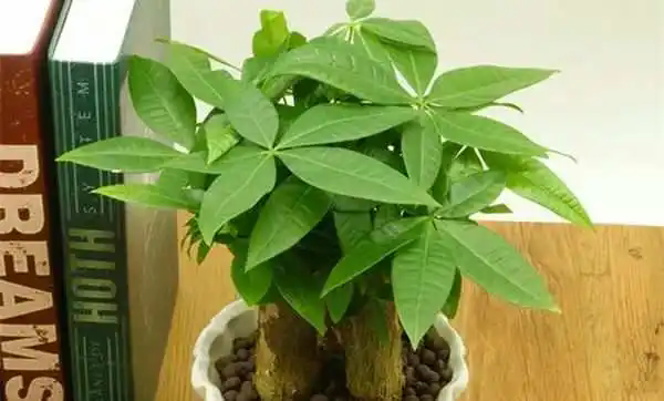 <b>发财树养护秘诀：让你的绿植更加茂盛美观</b>