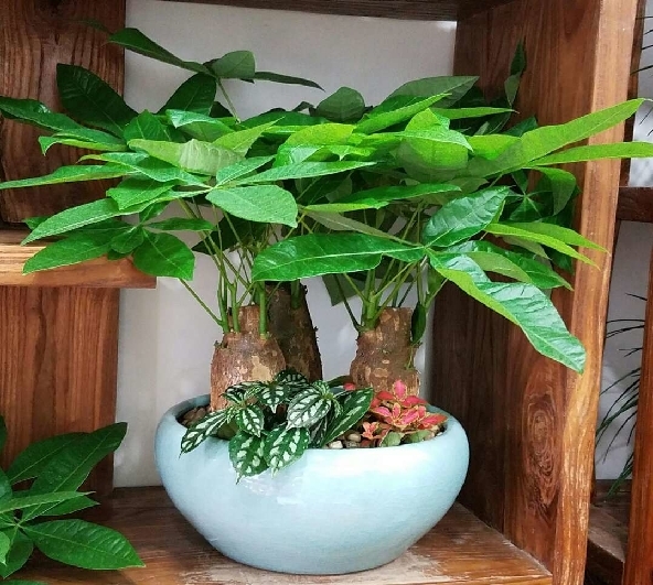 发财树养护秘诀:让你的绿植更加茂盛美观