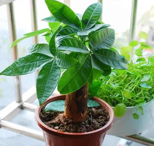 发财树养护秘诀:让你的绿植更加茂盛美观