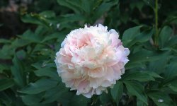 <b>芍药花常见病虫害及种植方法</b>