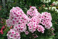 <strong>福禄考品种种植方法常见病虫害及处理方法</strong>