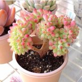 <strong>多肉植物叶子变软的原因及处理方法</strong>