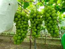 <b>青提品种及种植注意事项</b>
