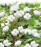 <b>棉花品种及虫害防治策略</b>