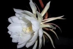 <b>月下美人-昙花繁殖方法大揭秘！</b>
