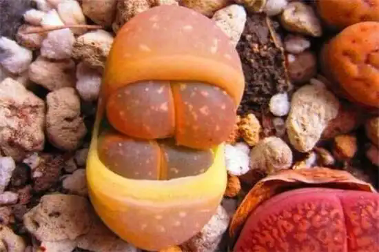 生石花是生物还是植物?一文带你解开谜团!