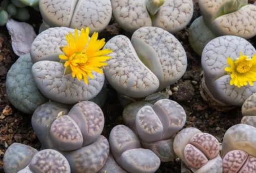 生石花是生物还是植物?一文带你解开谜团!