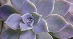 <b>宝石花多肉有毒吗？能养吗？一文解答你的疑惑！</b>