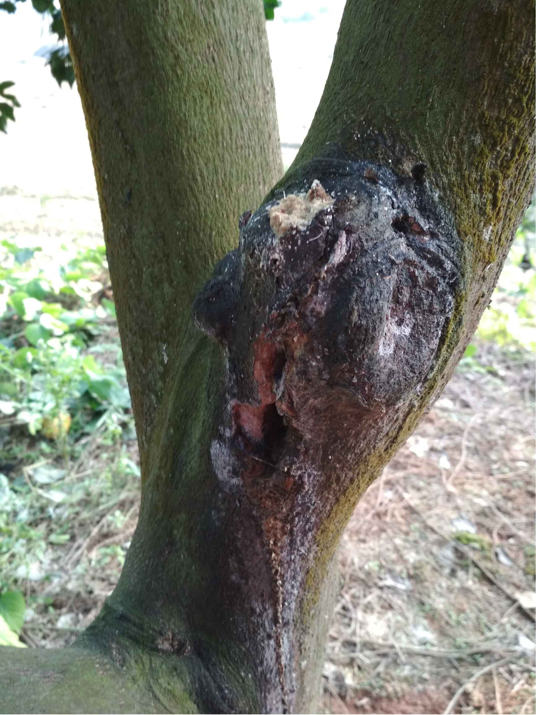 柚子树干根部腐烂怎么办?专家为你解答