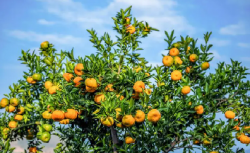 <b>芦柑的属性争议：凉性还是热性水果揭秘？</b>