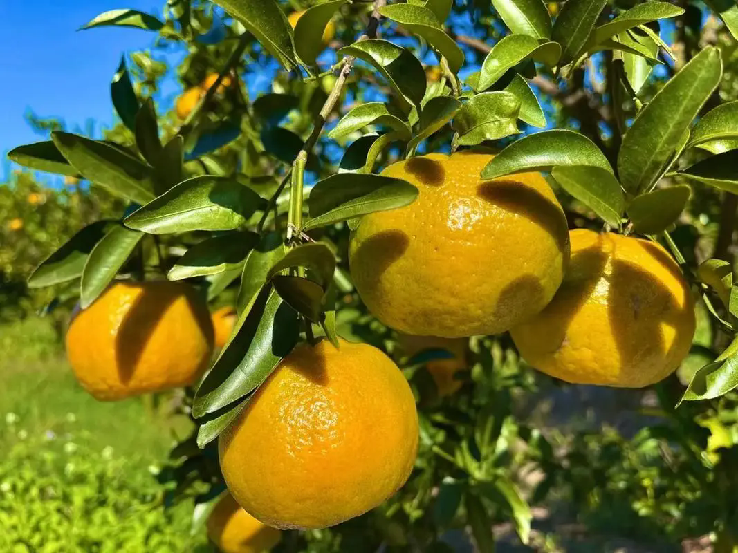 芦柑的属性争议:凉性还是热性水果揭秘?