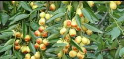 <b>蜜枣种植适宜温度条件解析分享</b>