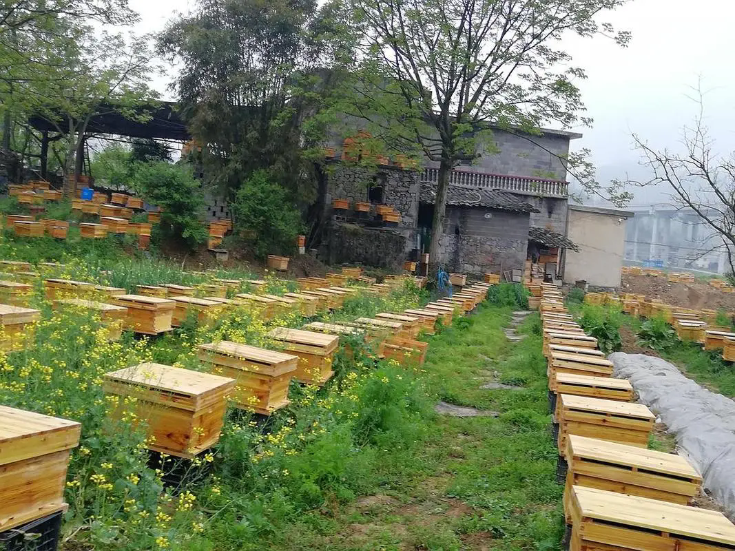 蜜蜂养殖秘籍大公开!让你轻松成为“甜蜜”的养蜂人