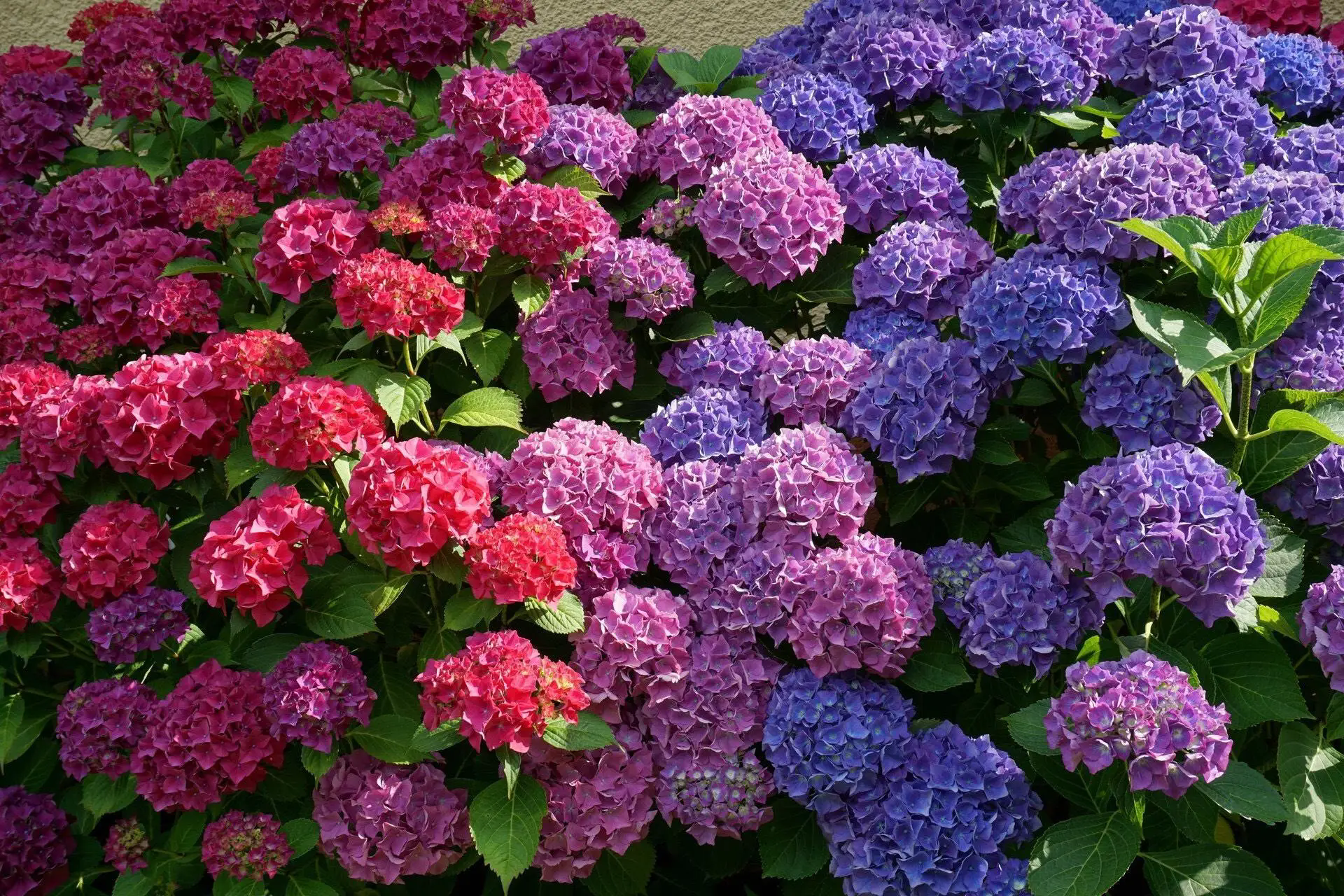 <strong>绣球花的品种分类与独特魅力</strong>