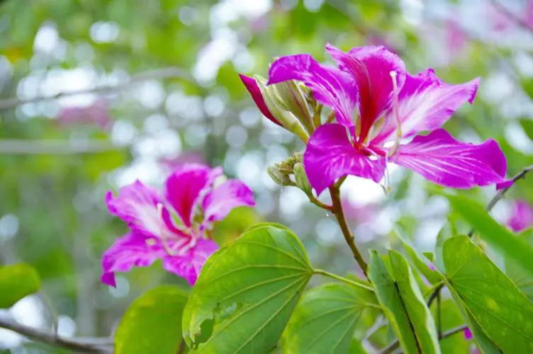 <b>羊蹄甲是常绿还是落叶植物？</b>
