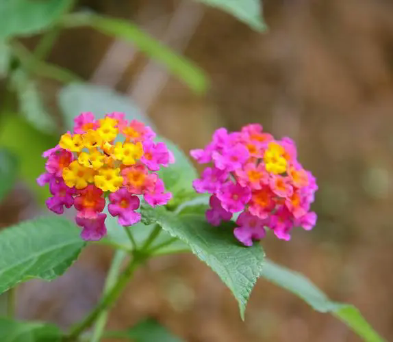 五色梅一年花开几度?