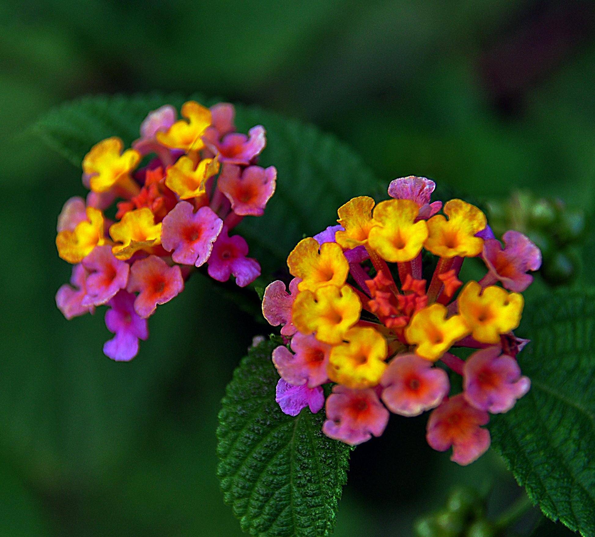 五色梅一年花开几度?