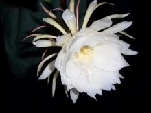 <b>昙花种植注意事项及病虫害防治</b>