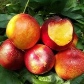 <b>油桃品种及其种植方法和病虫害防治</b>