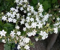<b>六月雪品种及其种植方法和病虫害防治</b>