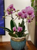 <b>蝴蝶兰品种及其种植方法和病虫害防治</b>