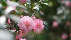 <b>不同品种的茶梅盆栽种植注意事项</b>
